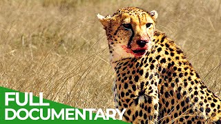 Cheetah – The Price of Speed  Free Documentary Nature [upl. by Llib]