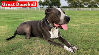 Great Danebull  American Pit Bull Terrier Great Dane Mix [upl. by Ahsemak]