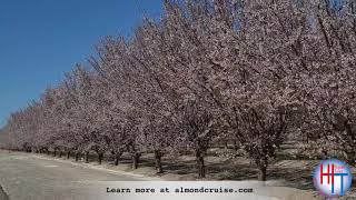 Modesto Almond Blossom Cruise [upl. by Pierrette]