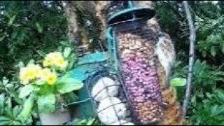 Sparrow Bird On Rainy Spring Wednesday Visit To My Cottage Garden Scone Perth Perthshire Scotland [upl. by Amikan]