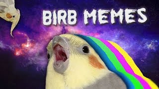 10 MIN OF DANK BIRB MEMES [upl. by Doti]