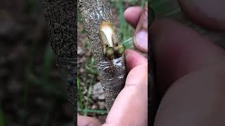 Simple Grafting Techniques for Rambutan a Tree grafting garden budgrafting gardeningsecrets [upl. by Ayotyal]