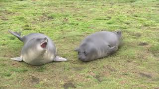 Oscar awardwinning performers Rolypoly Elephant Seal pups act up for the camera [upl. by Derdle]