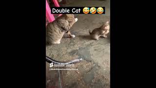 Double Cat  Funny  😅🤣😂 catlover funny cat [upl. by Esirahc]