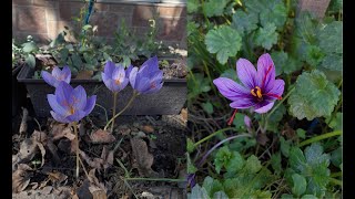 Autumn flowering Crocuses and saffron crocus Crocus speciosus C ochroleucus and C sativus 4K [upl. by Loyce124]