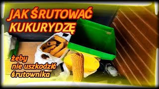 KarmienieDrobiu 🐓🦆🦃 Śrutowanie kolb kukurydzy w całości 🌽🌽🌽 [upl. by Sipple]