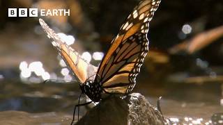 A Breathtaking Swarm of 100 Million Butterflies  Earths Great Seasons  BBC Earth [upl. by Oscar]