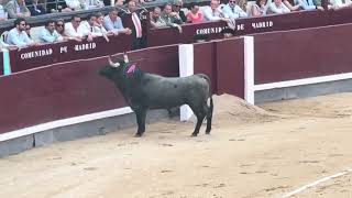 Salida 1º toro de VICTORINO MARTÍN quotMATACANESquot  5junio2024  Las Ventas [upl. by Keung]