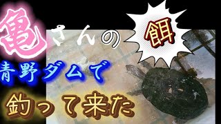 青野ダムでクサガメの餌を釣ってきた😁👍カメの飼育DAISO釣り具バイブレーション☆ゴールドピナクルビジョン Pinnacle VST10SP [upl. by Dulcea]