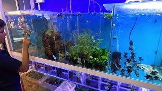 quotExploring the Wonders of Aqua Freak Nepal A Fascinating Visit to the Aquarium Storequot aquariumshop [upl. by Reiniar]