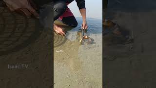 Brave 🦀 in the sand😱😱😱 nature trending amazing shorts youtubeshorts viralvideo viralshort [upl. by Haelat225]