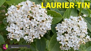 LE LAURIER TIN VIBURNUM TINUS UN ARBUSTE TRÈS FACILE DÉCORATIF EN TOUTES SAISONS SURTOUT L’HIVER [upl. by Diraj]