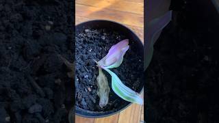 I Propagated My Plant And It Died [upl. by Jacynth858]