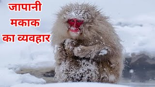 Japanese macaque behavior  snow monkey  Japanese macaque wildlife documentary in hindi [upl. by Mays705]