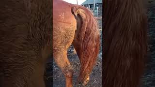 Managing Mixed Gender Herds । Horse First Time Meeting 2022 [upl. by Charleen]