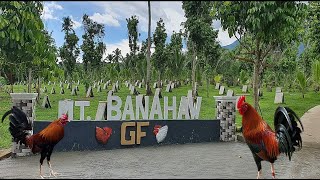 Lets Visit The Farm Of Mt Banahaw Gamefarm [upl. by Assirod]