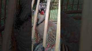 masti Wala chakorchakor ki AwazNur chakor birds foryou youtubeshorts [upl. by Yantruoc322]