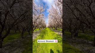 Almond Blossom in California [upl. by Goss]