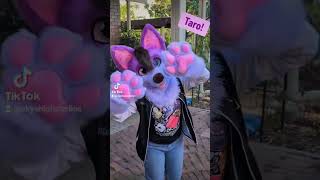 Taro  FURSUIT FEATURE fursuitmaker fursuit [upl. by Airotna]