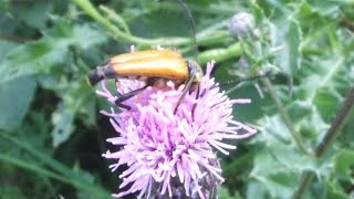 Corymbia fulva  Longhorn Beetle  Bockkäfer [upl. by Normandy]