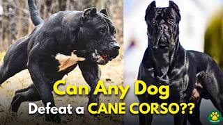 5 Dog Breeds That Could Defeat a CANE CORSO [upl. by Durrett]