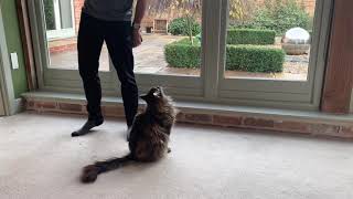 Awesome Maine Coon Talking Compilation [upl. by Maribelle]