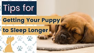 How to Get Puppy to Sleep Longer [upl. by Asela]