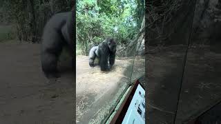 Johari the Silverback Gorilla makes a stunning fast move [upl. by Burger]