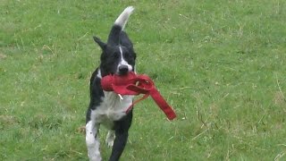 Sprollie  Springer Spaniel X Border Collie Charlie [upl. by Smith]