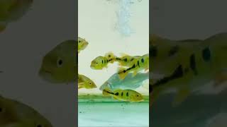 Peacock bass from Faiz 919745078613 trendingshorts viralshorts fish aquarium fishaquarium [upl. by Chamberlin]