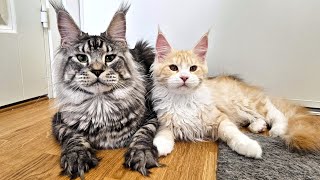 Best Maine Coon Friends  Dexter and Ada [upl. by Evilo]