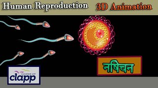 Fertilization 3D Animation [upl. by Alrahc939]