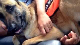 Service dog during seizure [upl. by Wandis]