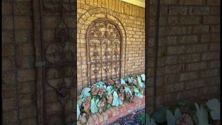 so lush in August💚💗 caladium garden gardening gardentips zone8b texas gardener [upl. by Kwarteng]