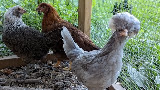 introducing our baby pullets to the older hens [upl. by Westney550]