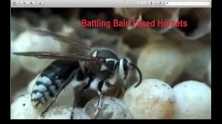 Battling Bald Faced Hornets [upl. by Ettesel]