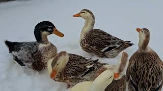 Silver Appleyard Ducks Go for a Swim [upl. by Elyag143]