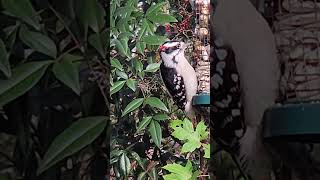 Watch a Downy Woodpecker [upl. by Zug]