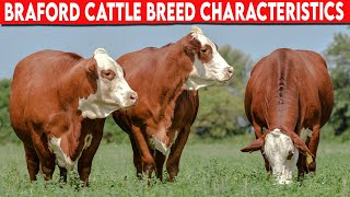 ⭕ BRAFORD CHARACTERISTICS ✅ Cattle Braford [upl. by Reamy]