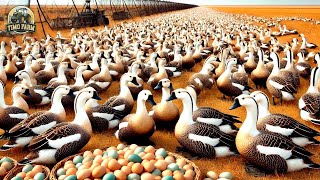 Russische Bauern ziehen Millionen Gänse und Enten auf diese Weise auf [upl. by Paymar864]