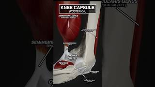 Your KNEE CAPSULE in MOTION anatomy 3d animation medicalstudent kneepain doctor [upl. by Crescentia]