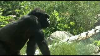 Gorilla at Cheyenne Mountain Zoo [upl. by Acirrej606]