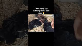 3 hens laying 🥰 eggs hatching chicks from eggs 🥵 Roster Aseel murga 🥰 [upl. by Akemor531]