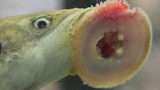 What are lampreys [upl. by Eatnoid]