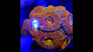 acanthastrea lordwensis orange reefinhouse coral acanthastrea lps aquariomarinho reef [upl. by Nahbois31]