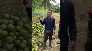 Petir  durian durianlover Musuh utama Petani Kelapa Pandan Wangi [upl. by Kirby357]