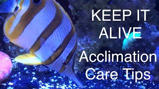 Adding a Copperband Butterflyfish Keep It Alive Acclimation Care Tips Saltwater Coral Reef Aquarium [upl. by Chabot144]