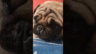 Carlino mangione carlino pug doglife funny puglife cute [upl. by Assena]