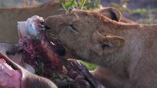 The ManEaters of Tsavo Kenya Uganda viral nature [upl. by Stets168]