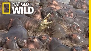 Watch What Happens When a Crocodile Walks Into a Herd of Hippos  Nat Geo Wild [upl. by Forrester]